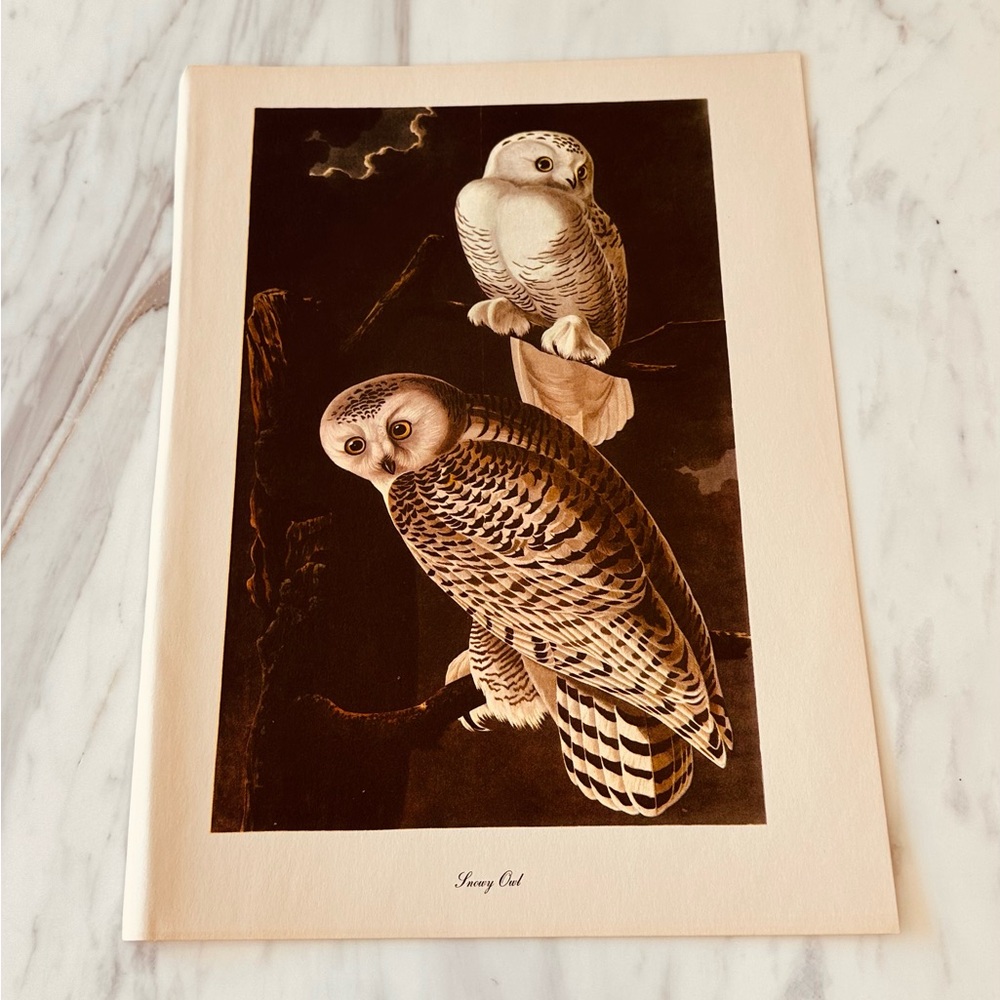 Vintage Snowy Owl Art Print